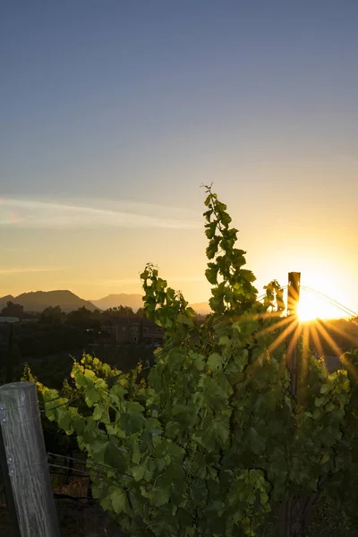 Weinberg im kalifornischen Weinland — Stockfoto