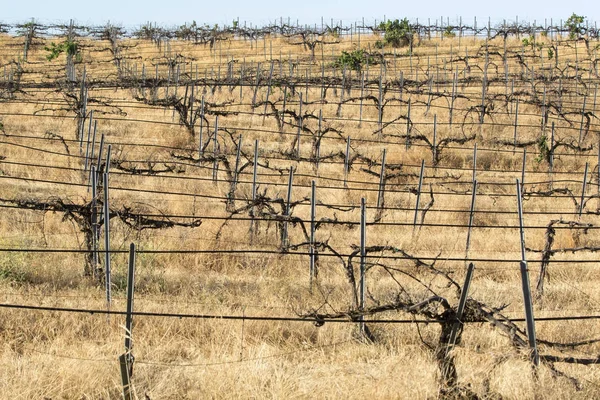 Weinberg im kalifornischen Weinland — Stockfoto