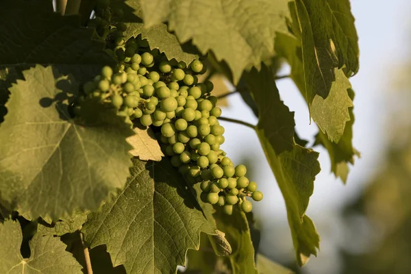 Weinberg im kalifornischen Weinland Stockbild