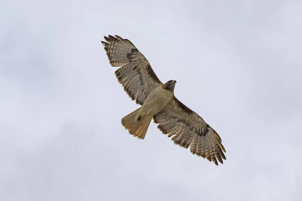 Hawk flying high overhead — Stock Photo, Image