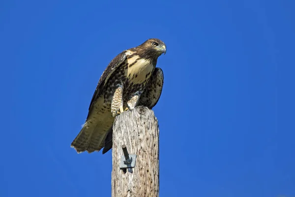 Hawk rovfugl på træ post aborre jagt med udsigt Californien golfbane - Stock-foto