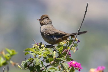 Laguna Beach, çiçekli çalı üstüne tünemiş kuş