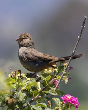 Bush levrek Laguna Beach Park'ta kuş