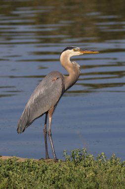 Gri balıkçıl ak balıkçıl ayakta Gölü kıyısındaki Balboa Los Angeles şehir merkezinde boyunca kuş