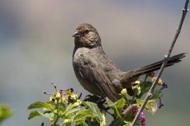 Laguna Beach park Bahçe kuşa