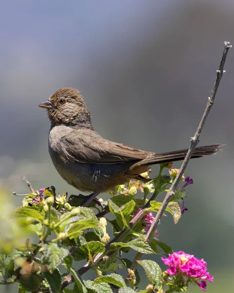 Bush levrek Laguna Beach Park'ta kuş