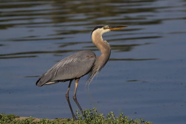 Ave grande garza gris garza alimentación a lo largo del centro de la ciudad orilla del lago — Foto de Stock