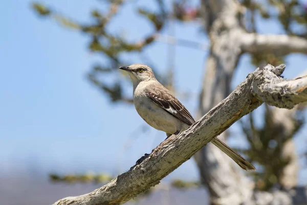 Pájaro ruiseñor sentado en la percha de las extremidades del árbol en Laguna Beach — Foto de Stock