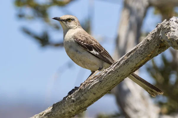 Pájaro ruiseñor en rama de árbol percha en Laguna Beach — Foto de Stock