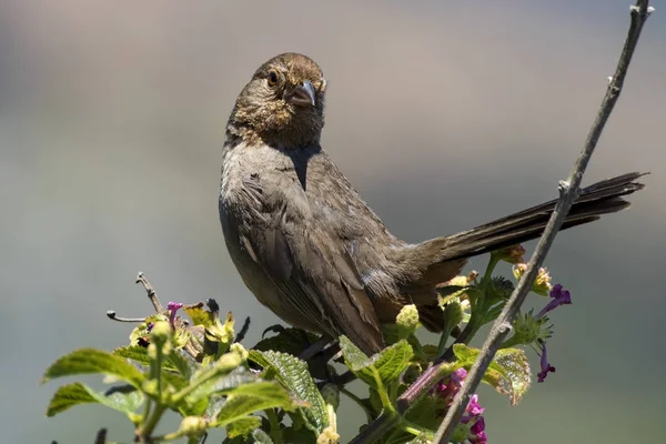 Bush en iyi levrek Laguna Beach Park'ta kuş