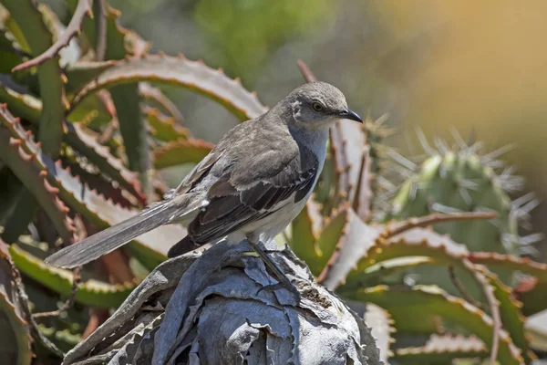 Pássaro escondido em cima de suculentas e cactos no jardim do parque Laguna Beach — Fotografia de Stock