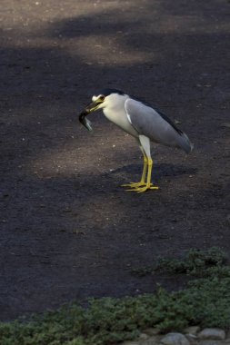 Los Angeles park Gölü kuş gece balıkçılı