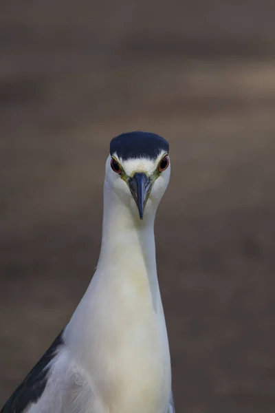 Héron nocturne des oiseaux au lac Los Angeles — Photo