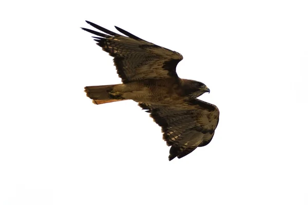 Bird hawk bird of prey flying high above Los Angeles park — Stock Photo, Image