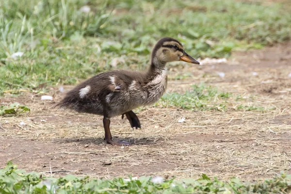 Pájaro patito caminando por la orilla del río — Foto de Stock