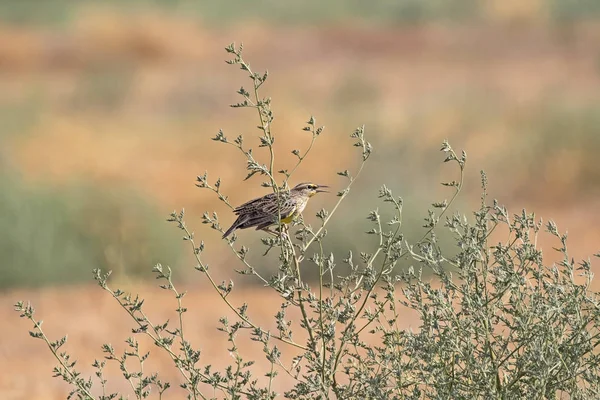 Kuş Batı meadowlark üzerinde tumbleweed levrek — Stok fotoğraf