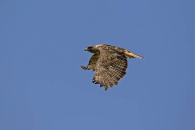 Los Angeles alanının üstünde uçan bir yırtıcı kuş atmaca