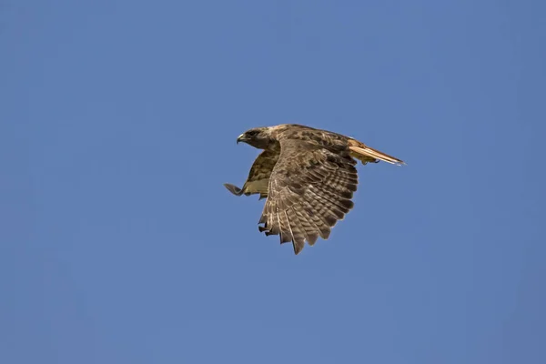 Bird of prey hawk flying above Los Angeles field — Stock Photo, Image