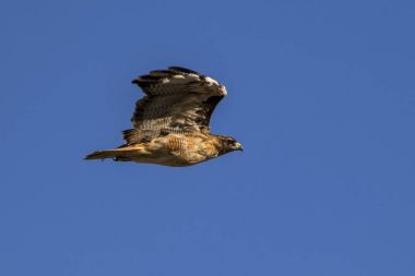 Los Angeles Park'ta uçan bir yırtıcı kuş Şahin