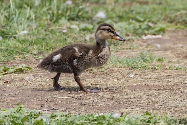 Pájaro patito en el parque de Los Ángeles — Foto de Stock