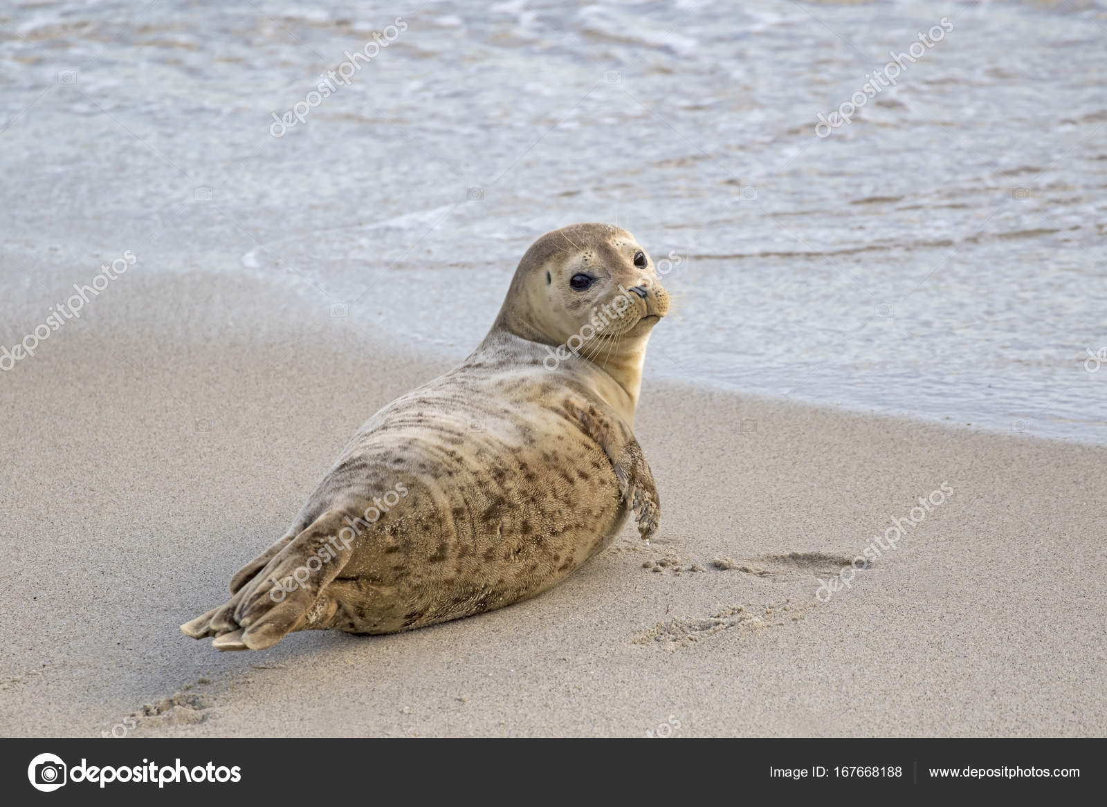 Beach Harbor Seal In The Surf At La Jolla Cove San Diego Stock Photo Image By C Kgriff Beach Harbor Seal In The Surf At La Jolla Cove San Diego Stock Photo Image By C Kgriff