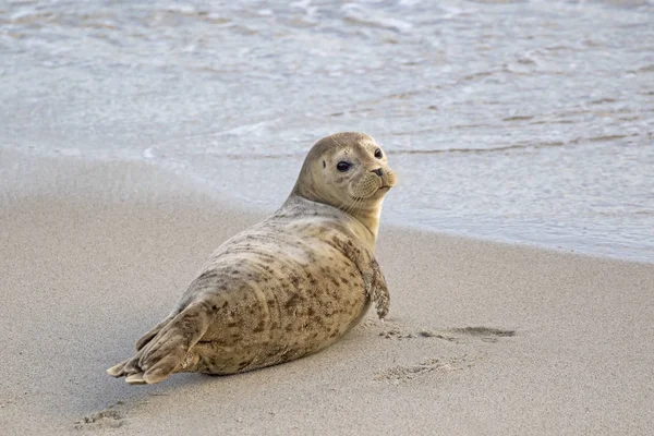 在圣地亚哥 La Jolla 湾冲浪海滩斑海豹 — 图库照片