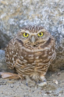 Kuş oyuk baykuşu California alan akşam karanlığı sırasında