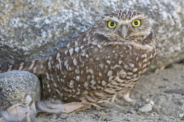 Kuş oyuk baykuşu California alan akşam karanlığı sırasında