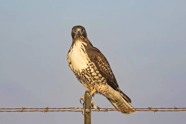 Faucon oiseau au crépuscule sur la perche de clôture — Photo