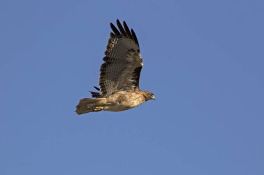 Los Angeles park yüksek uçan kuş atmaca