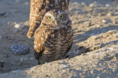 Kuş oyuk baykuşu Los Angeles alan