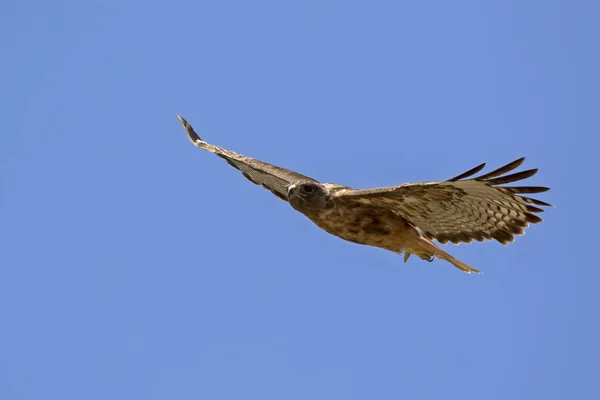 Pássaro falcão voando acima do parque de Los Angeles — Fotografia de Stock