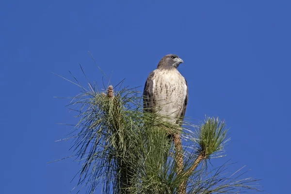 Chasse aux oiseaux au-dessus de l'Ontario, Californie — Photo