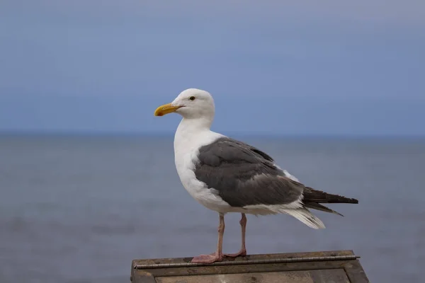 Goéland marin le long de la côte californienne — Photo