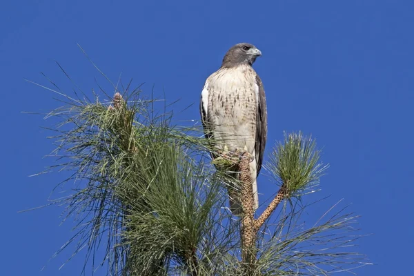 Buse des oiseaux à la perche du haut des arbres — Photo