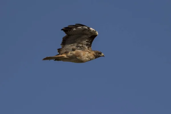 Bird hawk flying high above park — Stock Photo, Image