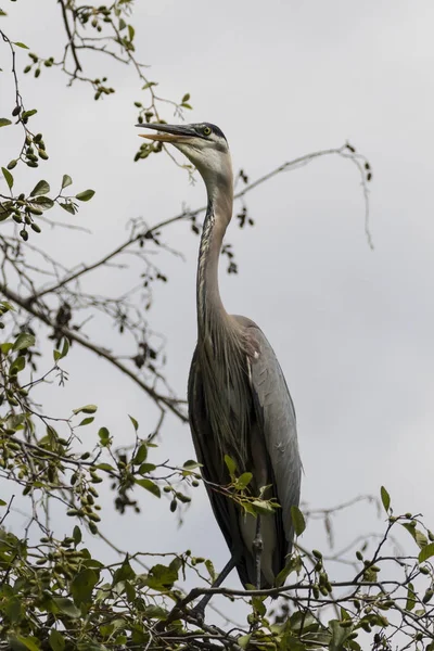 Pássaro grande garça azul no poleiro da árvore — Fotografia de Stock