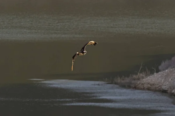 Madár-osprey Morris gát — Stock Fotó