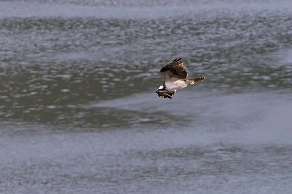 Morris gát repülő madár-osprey — Stock Fotó