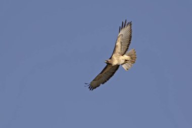 Yüksek sulak uçan kuş kırmızı kuyruk Şahin