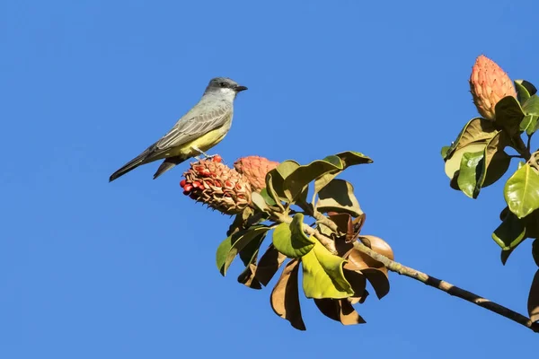 Pájaro Rey Rama Árbol — Foto de Stock