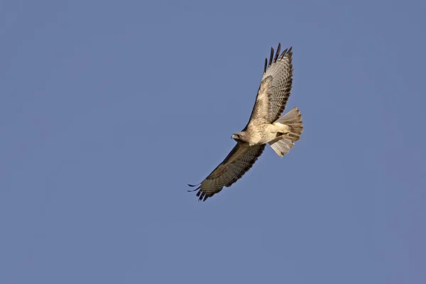 Pássaro Cauda Vermelha Falcão Voando Alto Acima Das Zonas Húmidas — Fotografia de Stock