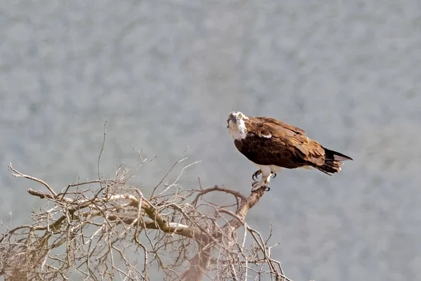 Bird Osprey Resevoir Tree Perch — Stock Photo, Image