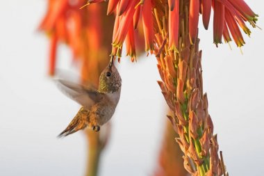 Laguna Beach park Garden sırasında erken çiğ kuş sinek kuşu