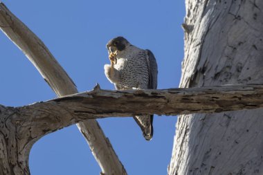 Kuş peregrine falcon Ağaç uzuv levrek Bolsa Chica sulak Güney Kaliforniya'da,