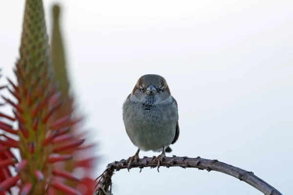 Bruant Des Oiseaux Jardin Parc Laguna Beach Aube — Photo