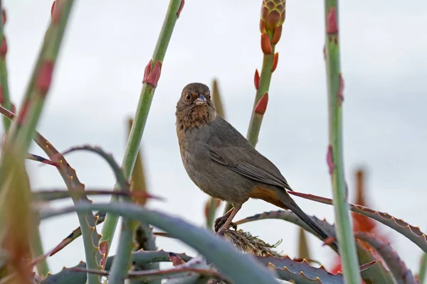 Gorrión Pájaro Jardín Del Parque Laguna Beach Durante Mañana Temprano — Foto de Stock