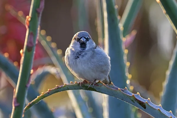 Passero Uccello Parco Laguna Beach Giardino All Alba — Foto Stock