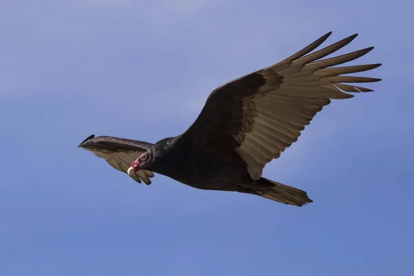 Vautour Des Oiseaux Volant Dessus Des Terres Humides Dans Comté — Photo