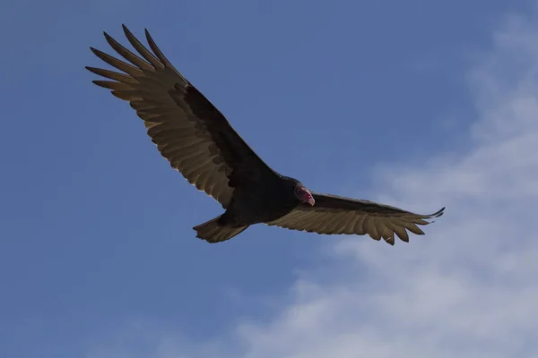 Fågel Turkiet Gam Flyger Högt Ovan Wtelands Orange County — Stockfoto